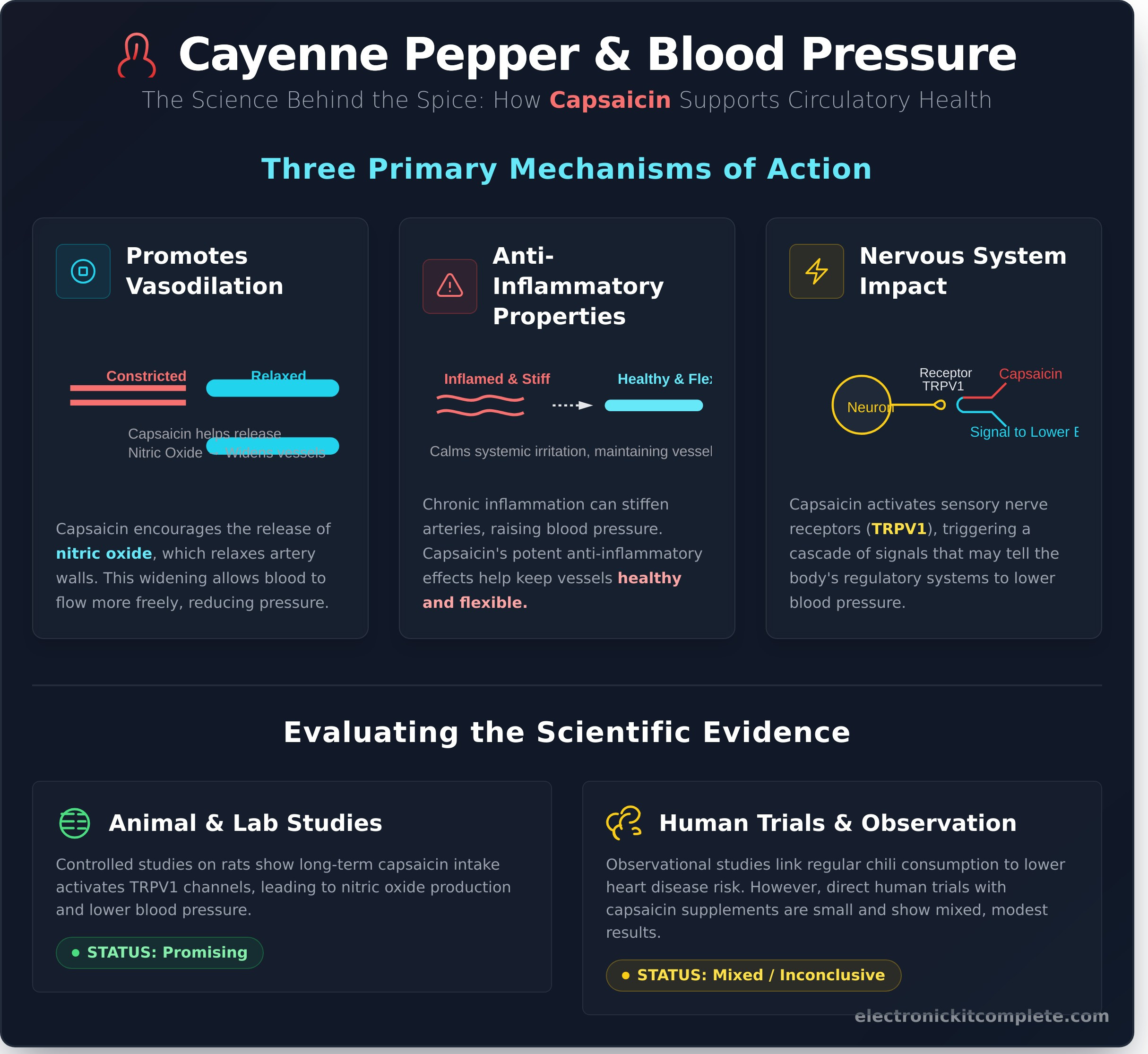 Does Cayenne Pepper Lower Blood Pressure? A Science-Based Look - Infographic